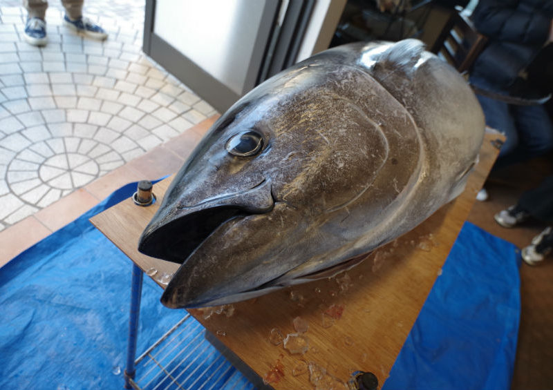 築地出身の大将が捌く マグロの解体ショーに行ってみた 高田馬場新聞